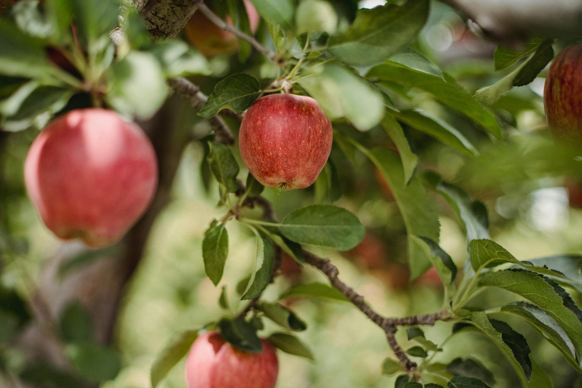 Spring Fresh Fruit Delivery for Brisbane and Melbourne